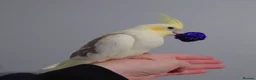 Cockatiels birds for sale: Hand reread silly tame DNA sexed baby cockatiels  - Advert 38