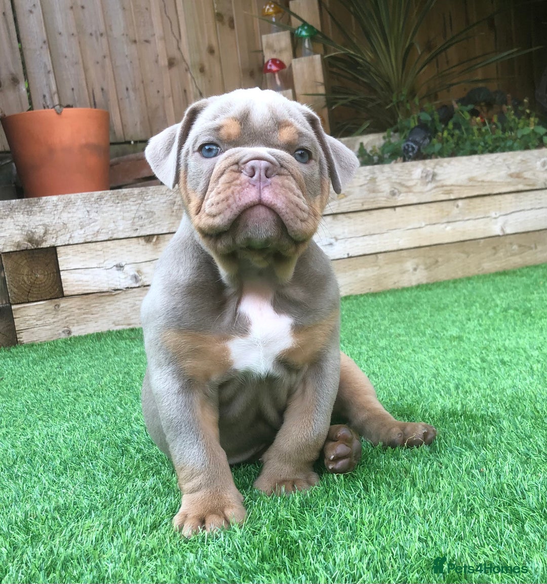Olde English Bulldogge dogs for sale: 07496730941 - only 1 boy remaining  - Image 14