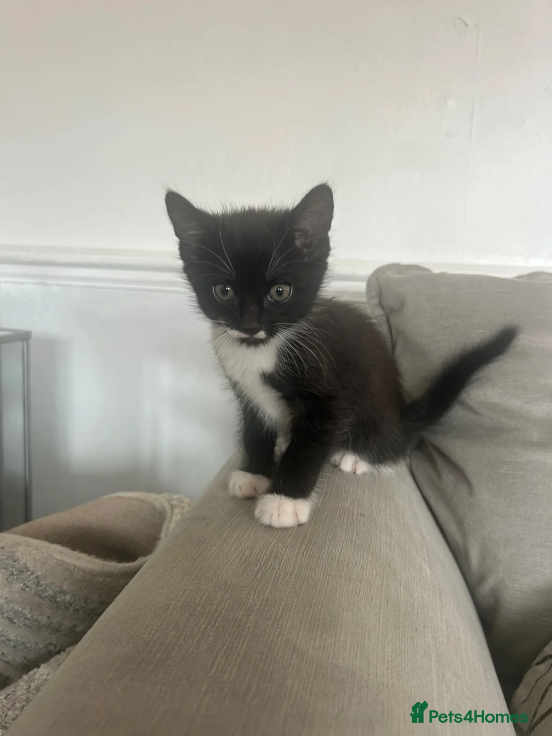 Savannah cats for sale: 5 stunning kittens  in Romford - Advert 1