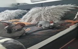 Sphynx cats for sale: Sphynx  - Image 3