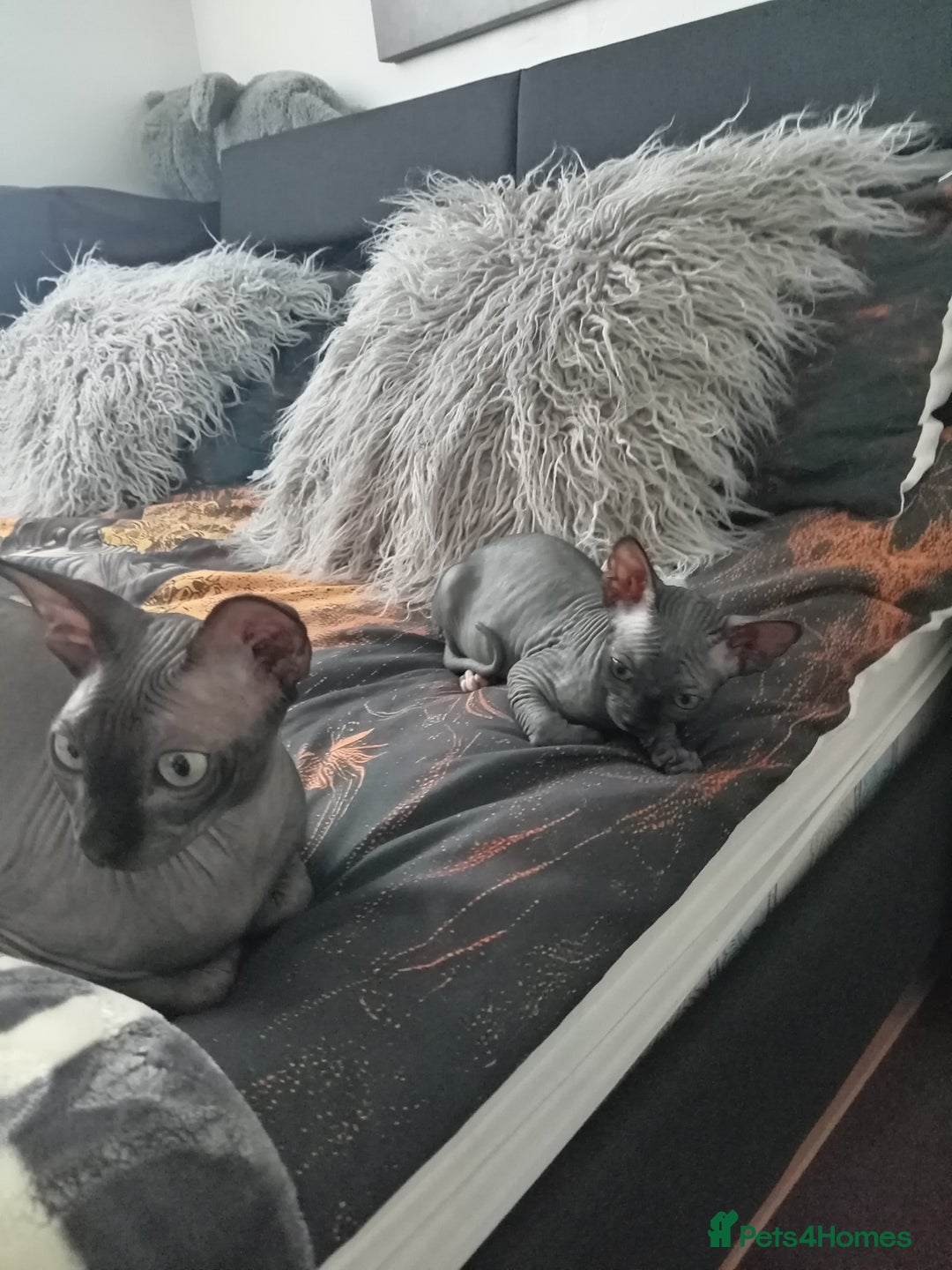 Sphynx cats for sale: Sphynx  - Image 3