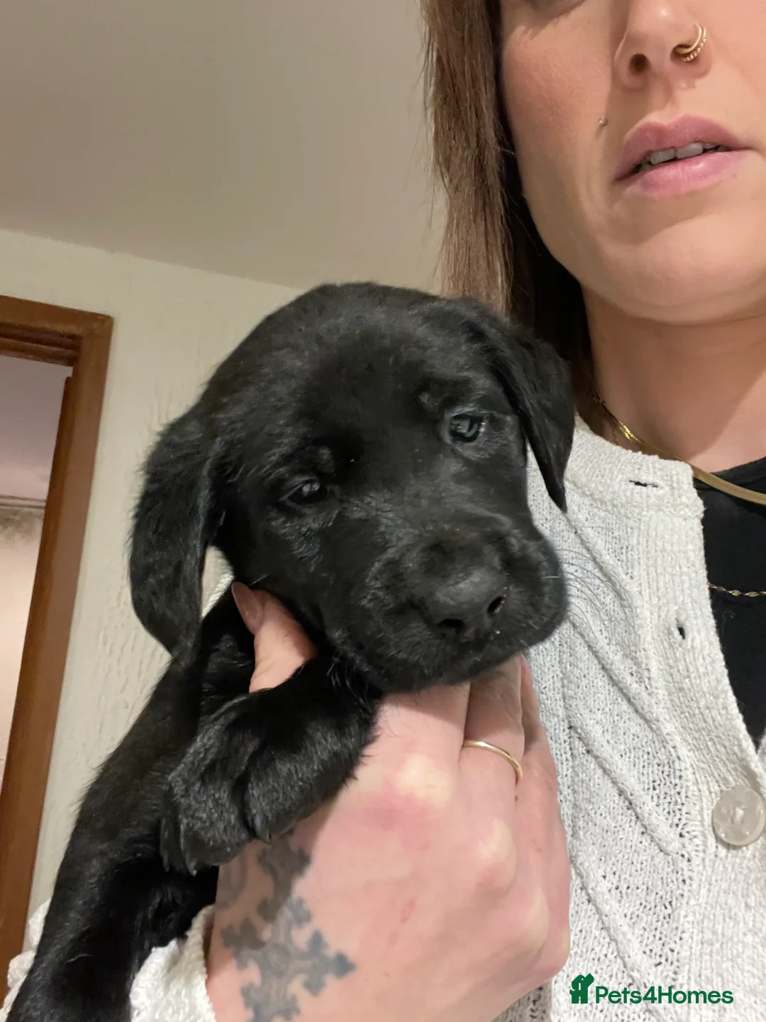 Labrador Retriever dogs for sale: Black male lab pup - Advert 1
