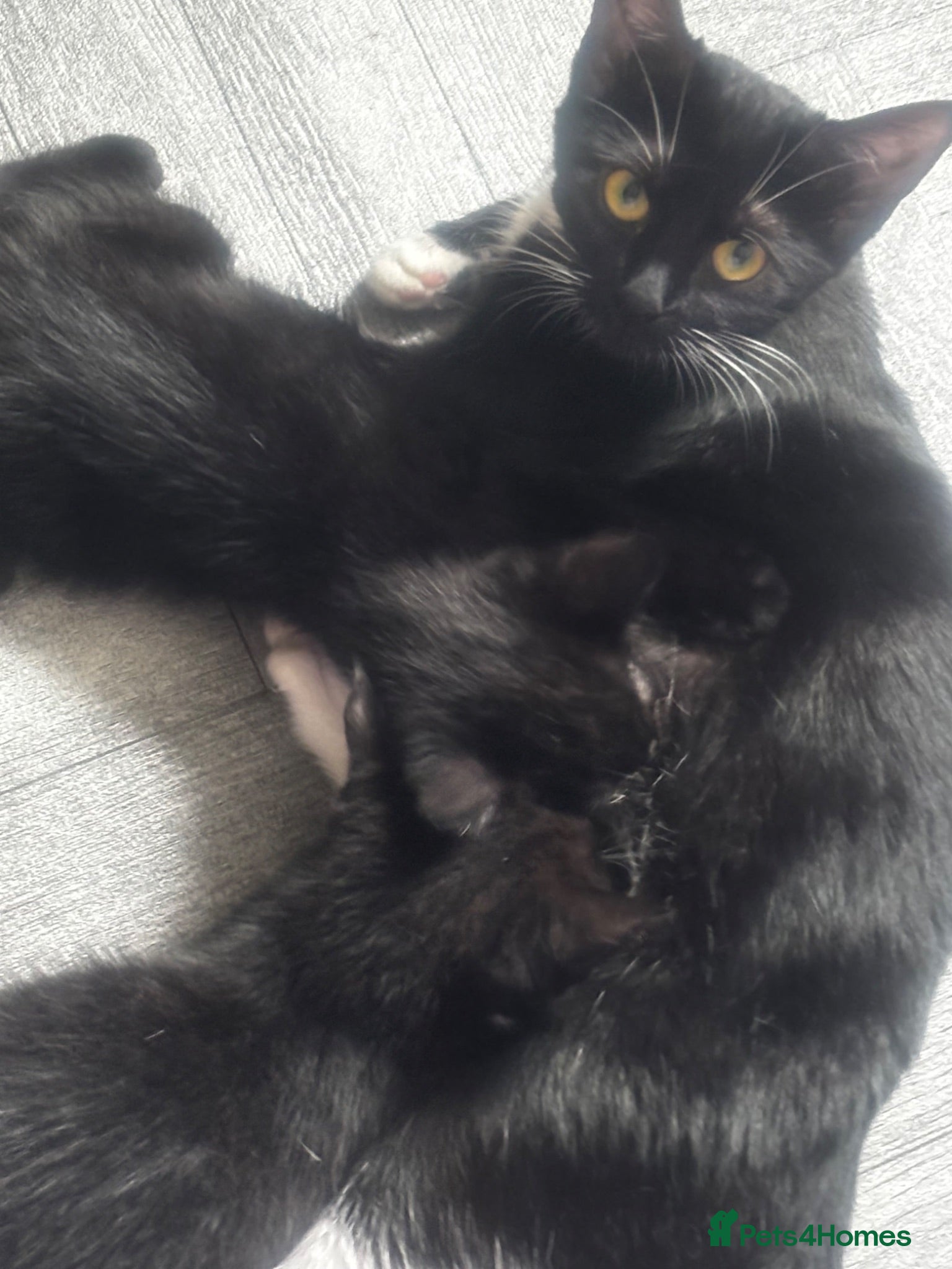 Mixed Breed cats 2 beautiful kittens £20 - Advert 2