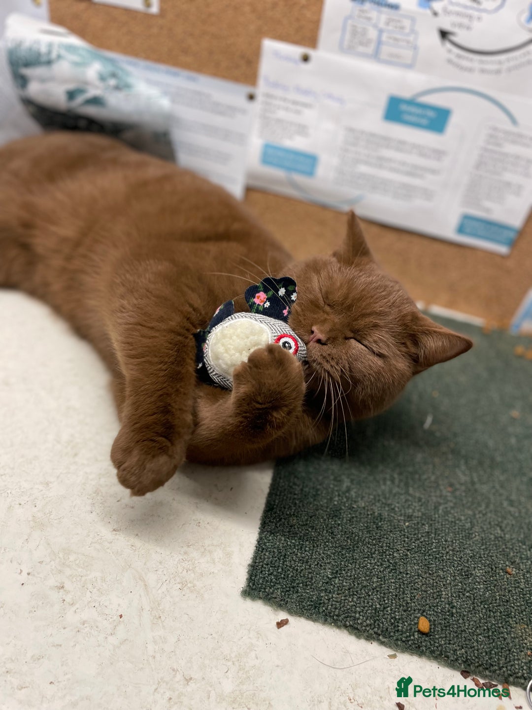 British Shorthair cats for sale: Brown British Shorthair pedigree - Image 3