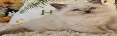 Ragdoll 2