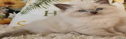 Ragdoll cats for sale: 💕BEAUTIFUL TICA REGISTERED RAGDOLLS KITTENS 💕 - Advert 7
