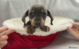 Miniature Dachshund dogs for sale: Miniature Dachshunds  - Image 5