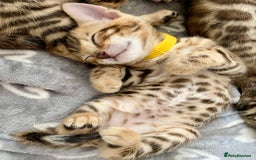 Bengal cats for sale: ⭐️ 1 LEFT!! - STUNNING TICA REG BENGAL CUBS ⭐️ - Image 10