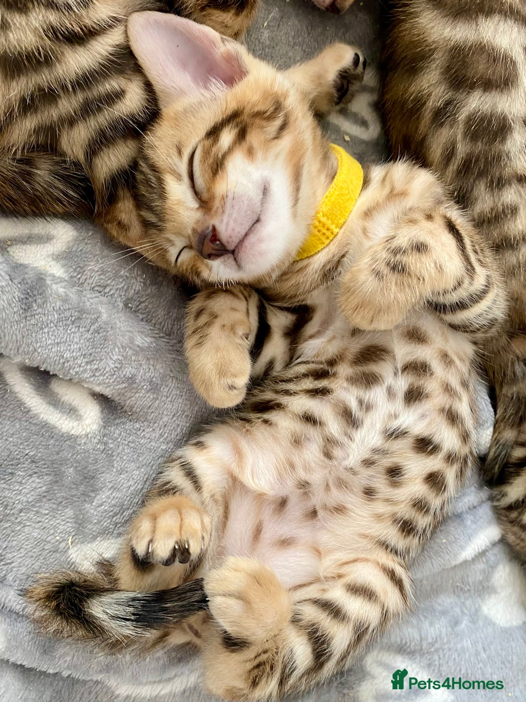 Bengal cats for sale: ⭐️ 1 LEFT!! - STUNNING TICA REG BENGAL CUBS ⭐️ - Image 10