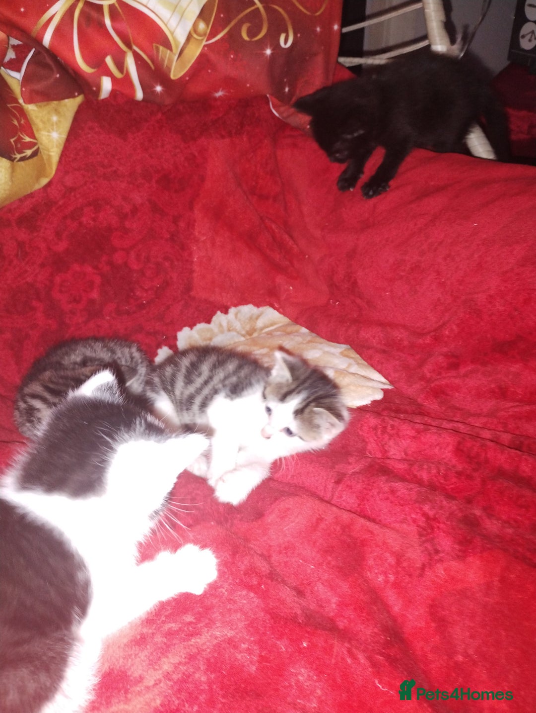 Mixed Breed cats for sale: Kittens are looking for homes  - Advert 11