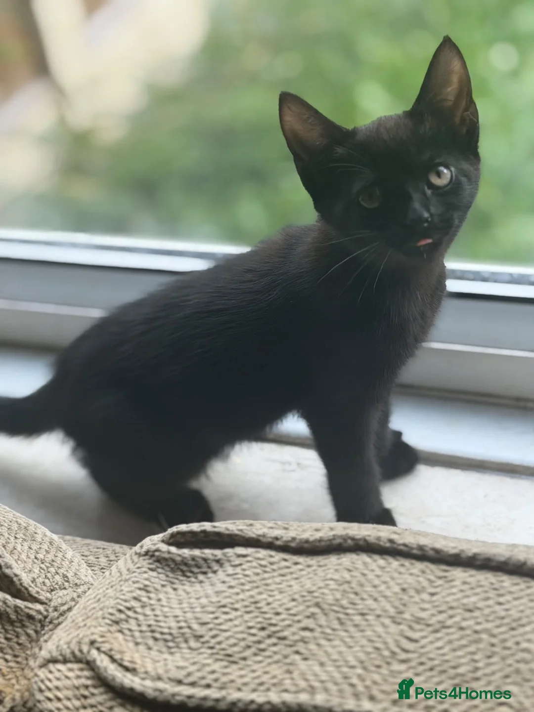 Mixed Breed cats for sale: Kittens for sale (Wakefield) - Advert 5