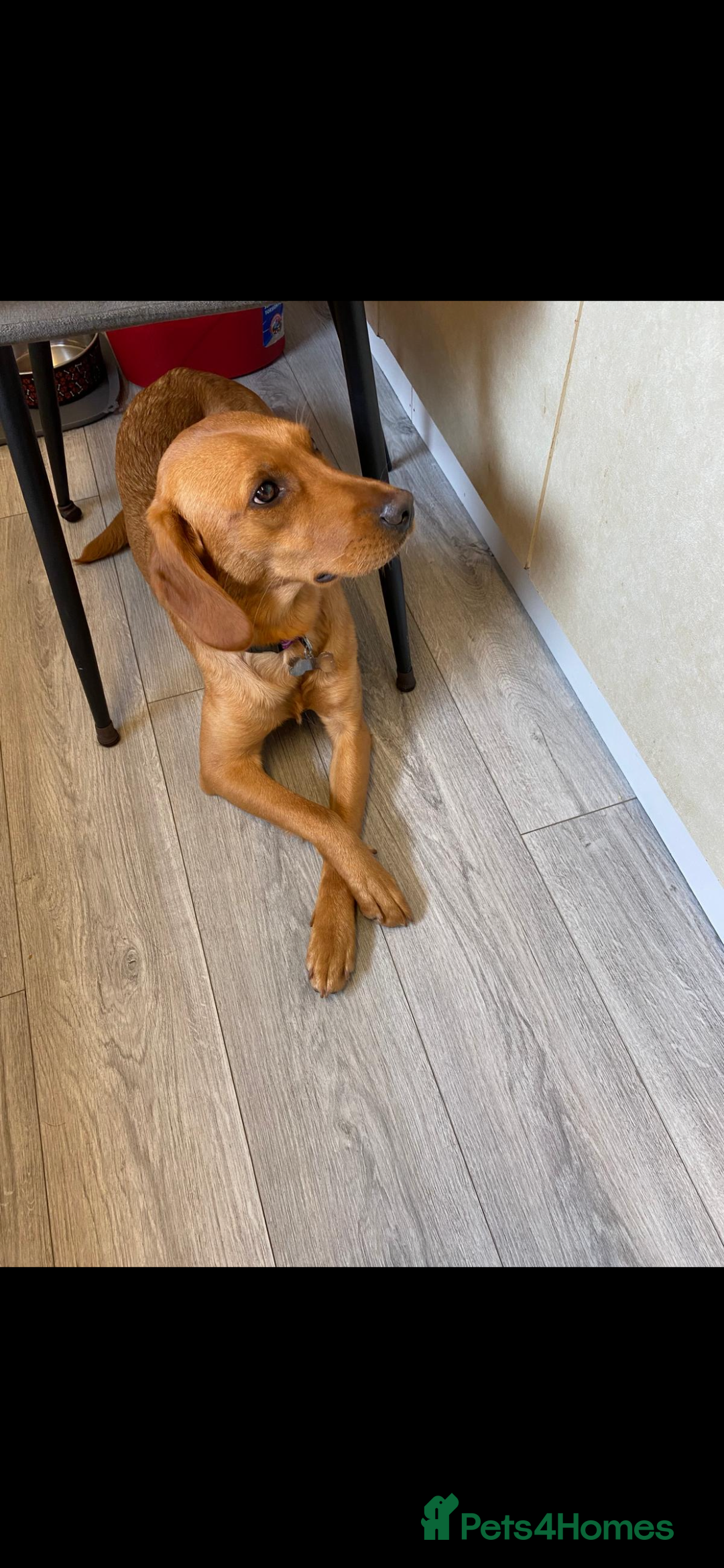 Labrador Retriever dogs for sale: 11month Fox red lab pup- pls read description  - Image 6