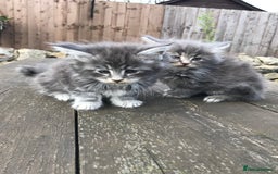 Maine Coon cats for sale: Maine coon kittens - Image 2