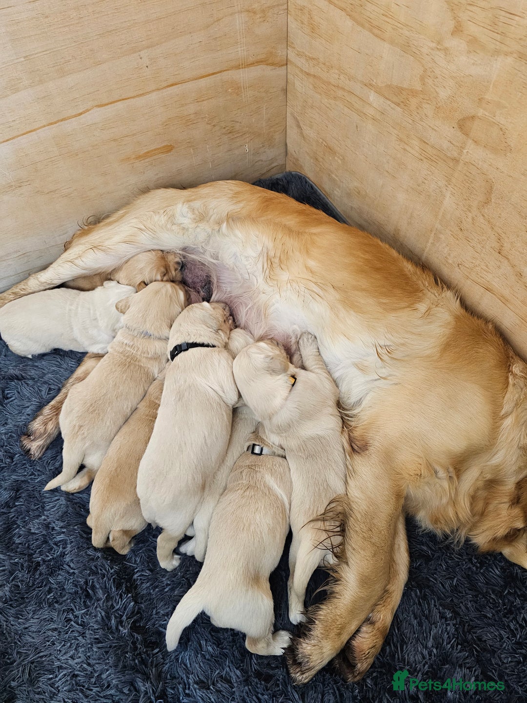 Golden Retriever dogs for sale: Golden retriever puppy for sale in Harrow  London - Advert 13