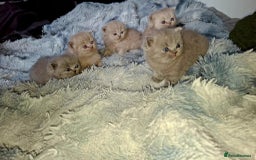 British Shorthair cats for sale: British short hair kittens - Image 3