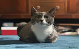 Domestic Shorthair cats for sale: Kittens Expected - Image 2