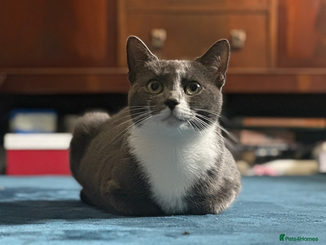 Domestic Shorthair cats for sale: Kittens Expected - Image 2