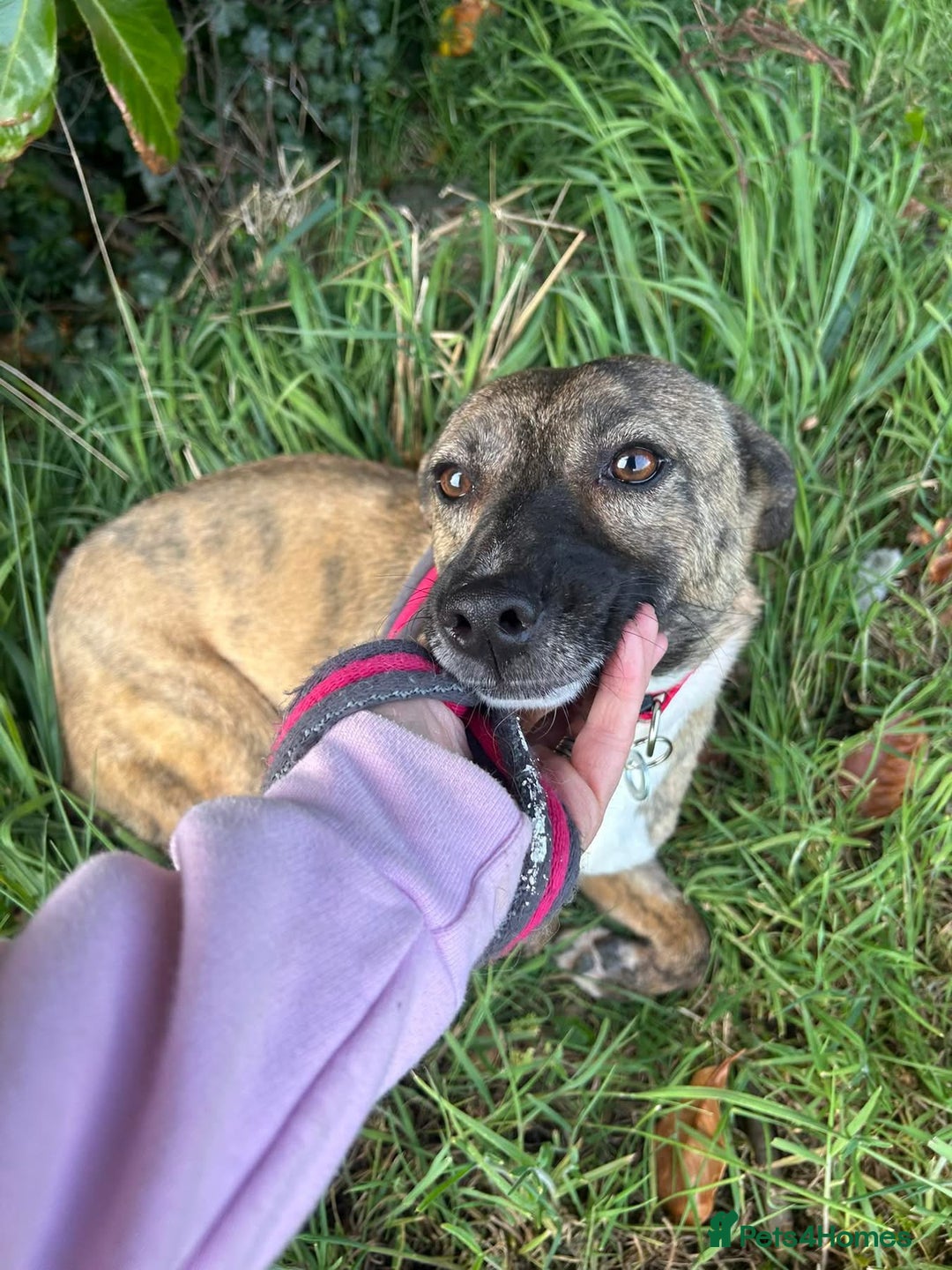 Mixed Breed dogs for adoption: Phoenix - Norwich Norfolk  - Image 1