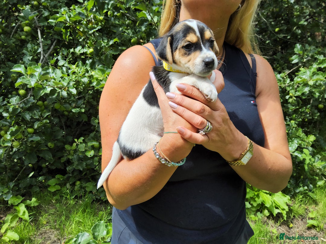 Jack Russell dogs for sale: Tri coloured & caramel JRT pups from organic farm - Image 1