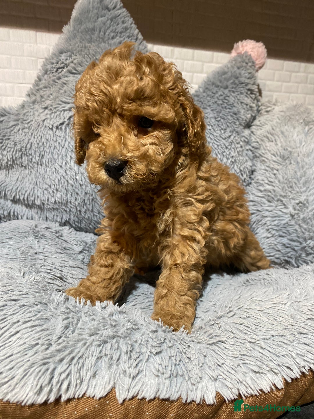 Toy Poodle dogs for sale: KC Toy Poodles Health Tested - Advert 8