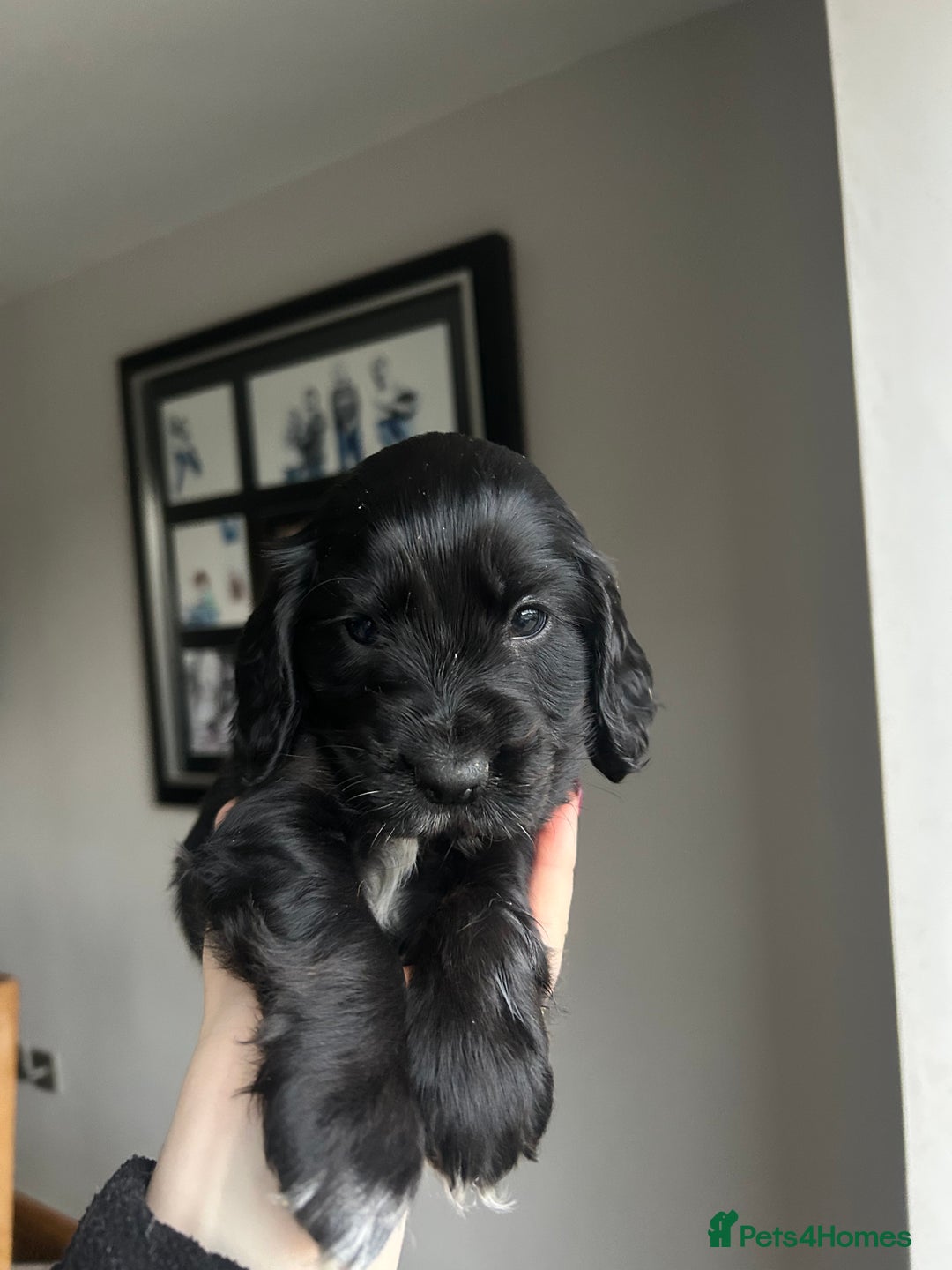 Cocker Spaniel dogs for sale: Show Cocker Spaniel - Advert 21