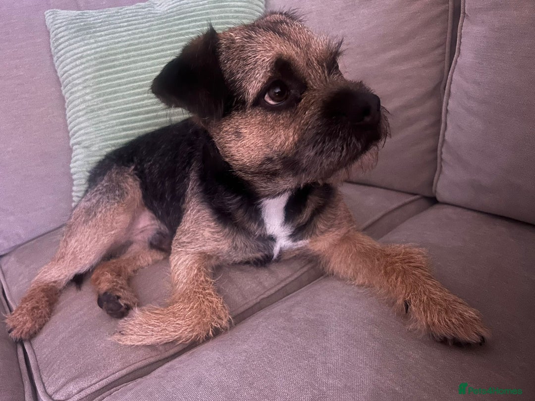 Border Terrier dogs for stud: KC SLEM free Border Terrier stud with good temper - Advert 4