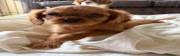 Cavalier King Charles Spaniel dogs for sale: 6 Beautiful Cavalier King Charles Spaniels  - Advert 5