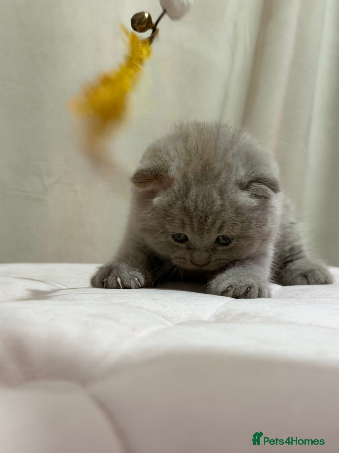 Scottish Fold cats for sale: Scottish Fold/ Straight kitties  - Advert 5