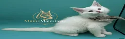 Maine Coon cats for sale: Pedigree Cute Mainecoon Kittens TICA Registered  - Advert 11
