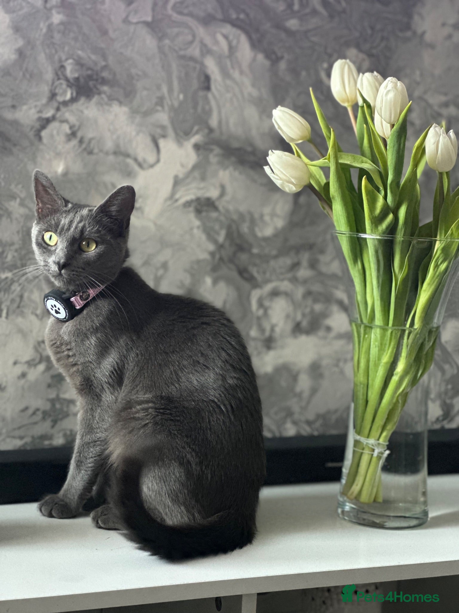 Mixed Breed cats Beautiful kittens🐱 - Advert 1