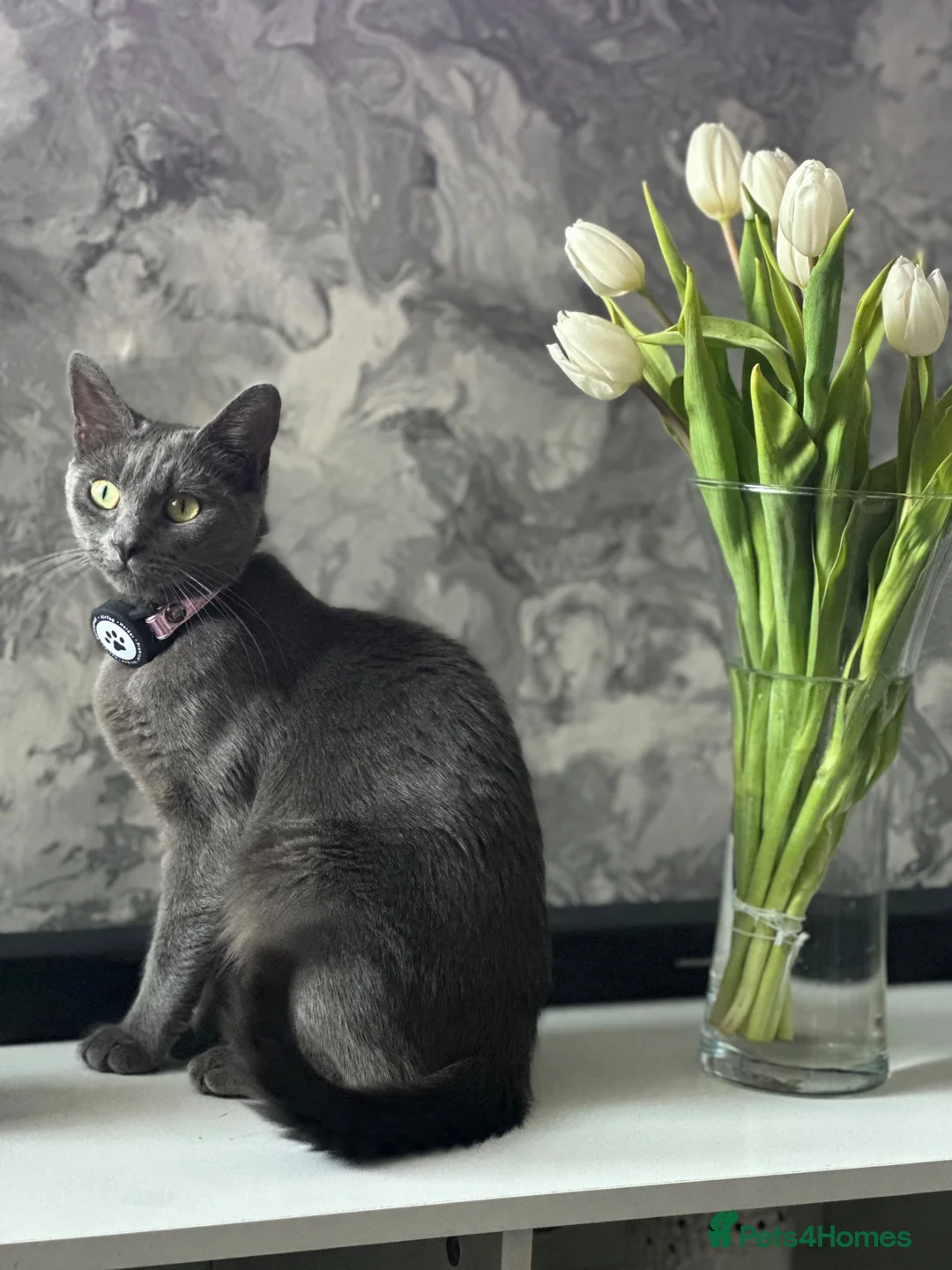 Mixed Breed cats for sale: Beautiful kittens🐱 - Advert 1