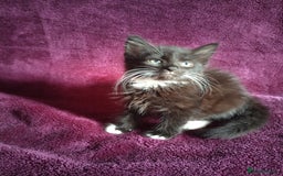 Mixed Breed cats for sale:  kittens looking for forever home  - Image 1