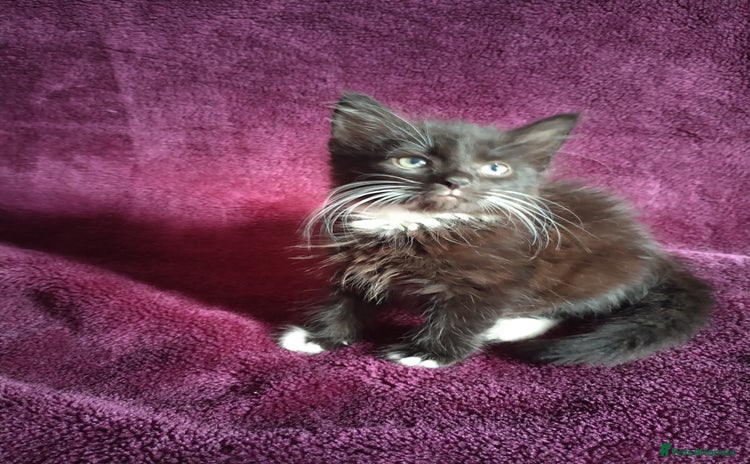 Mixed Breed cats - Advert 2