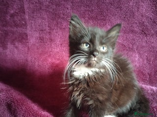 Mixed Breed cats - Advert 29