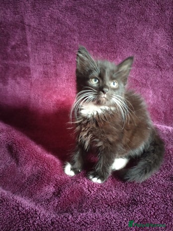 Mixed Breed cats - Advert 13