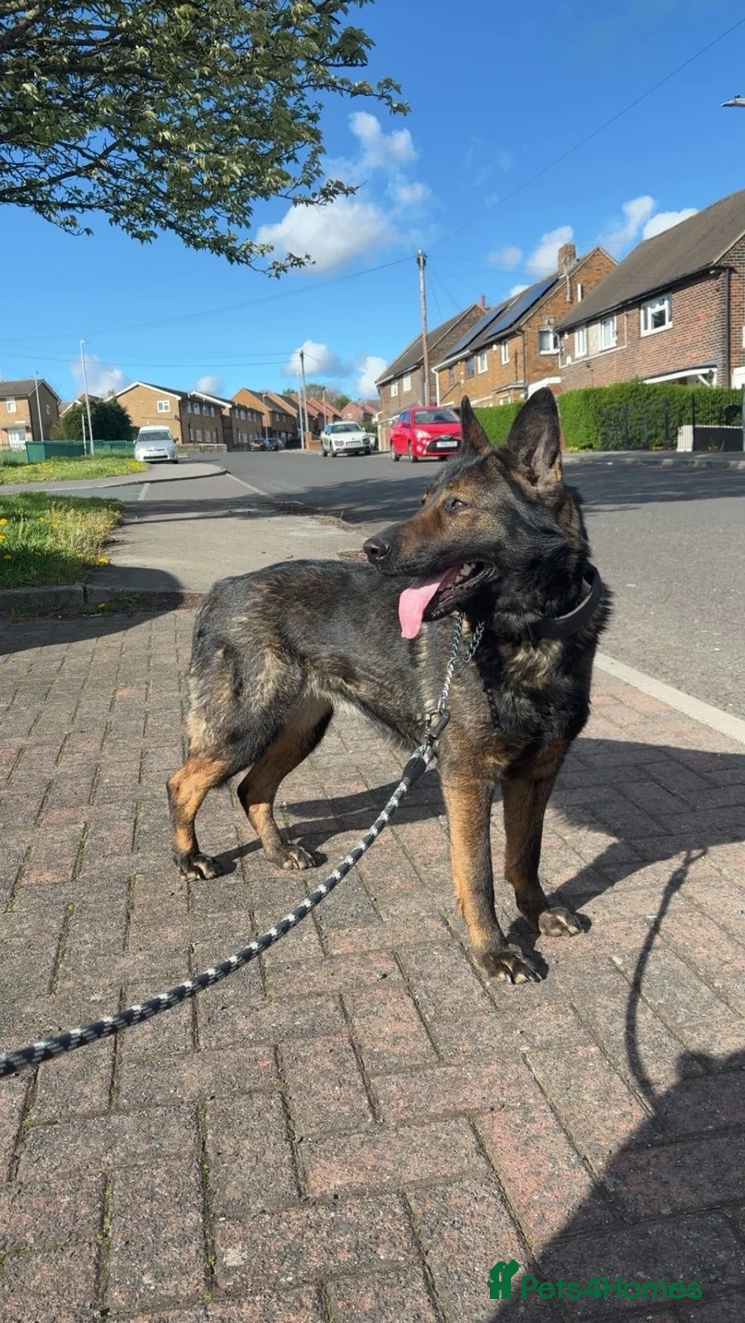 German Shepherd dogs for sale: Luna KC Registered Czech German Shepherd  in Dewsbury - Advert 2