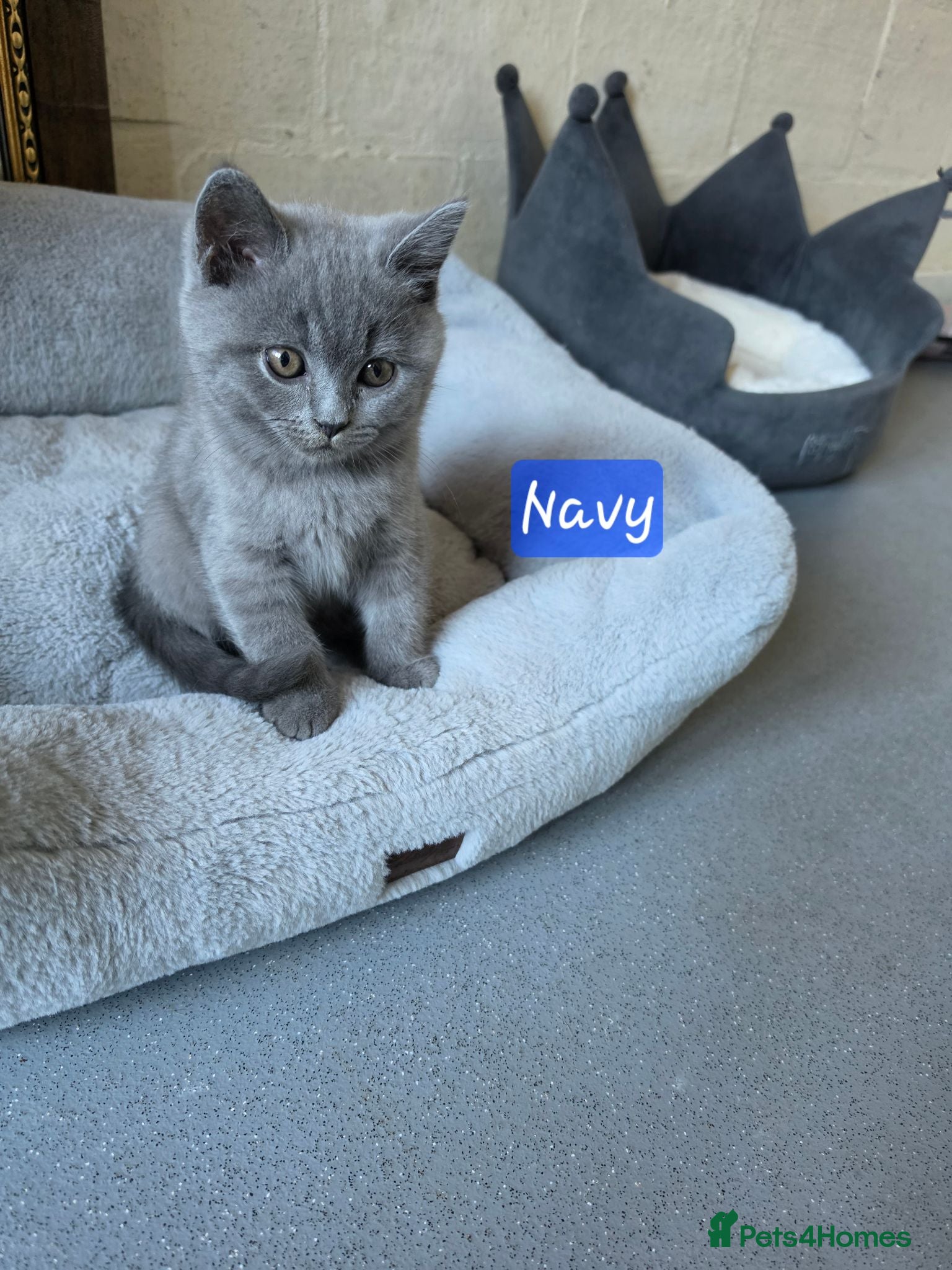 British Shorthair cats 2 straight ear boys and 4 fold girls,fluffy 🐾🐈‍⬛ - Advert 12