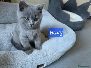British Shorthair cats 2 straight ear boys and 4 fold girls,fluffy 🐾🐈⬛ - Advert 12