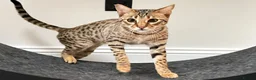 Savannah cats for sale: F5 SBT Savannah sisters Squealer, Shyler and Lily - Advert 6