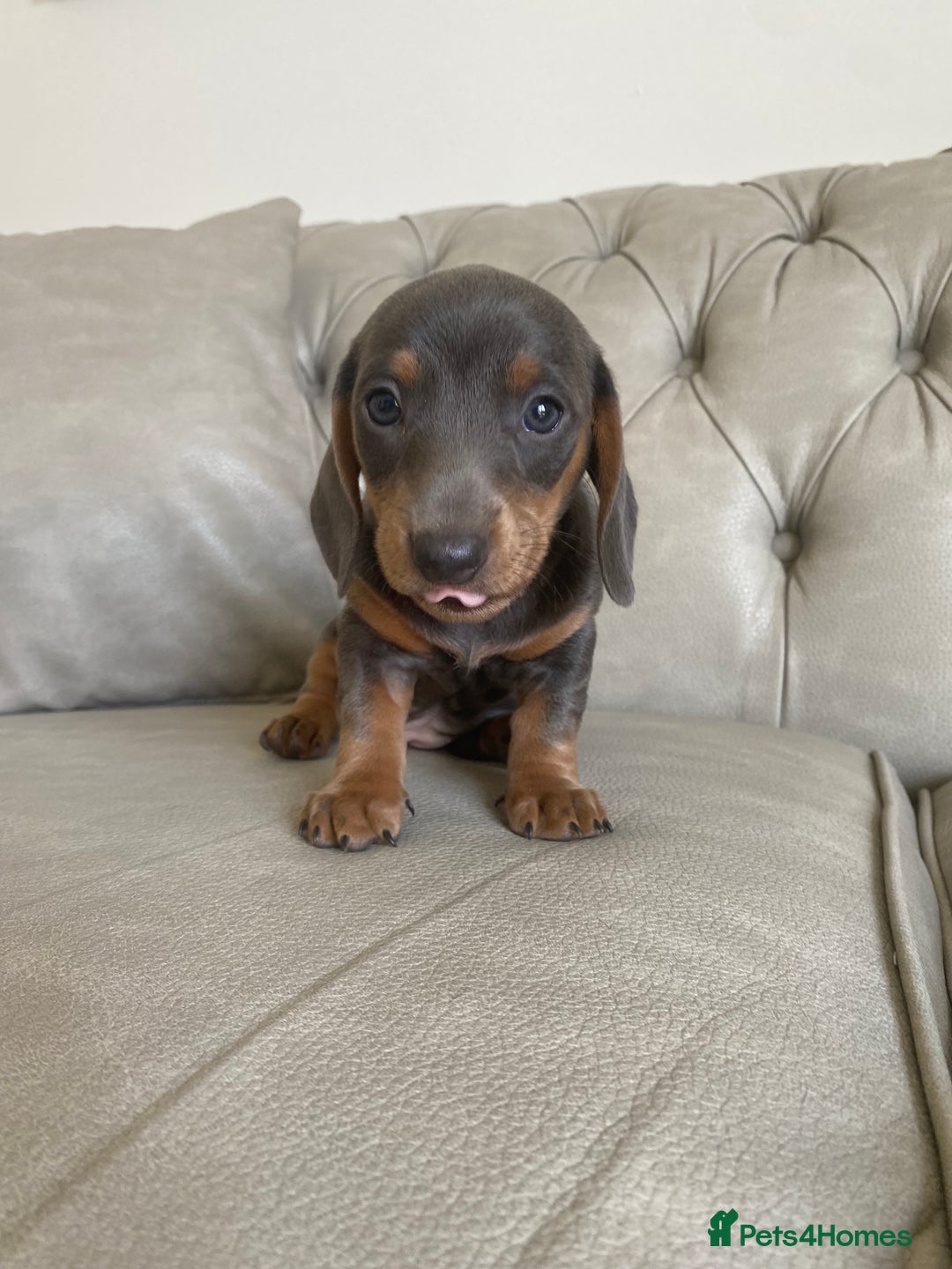 Miniature Dachshund dogs for sale: Miniture dachshund puppies - Image 30