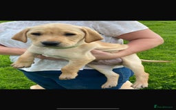 Labrador Retriever dogs for sale: KC Reg Labrador Puppy **LAST ONE ** - Image 8