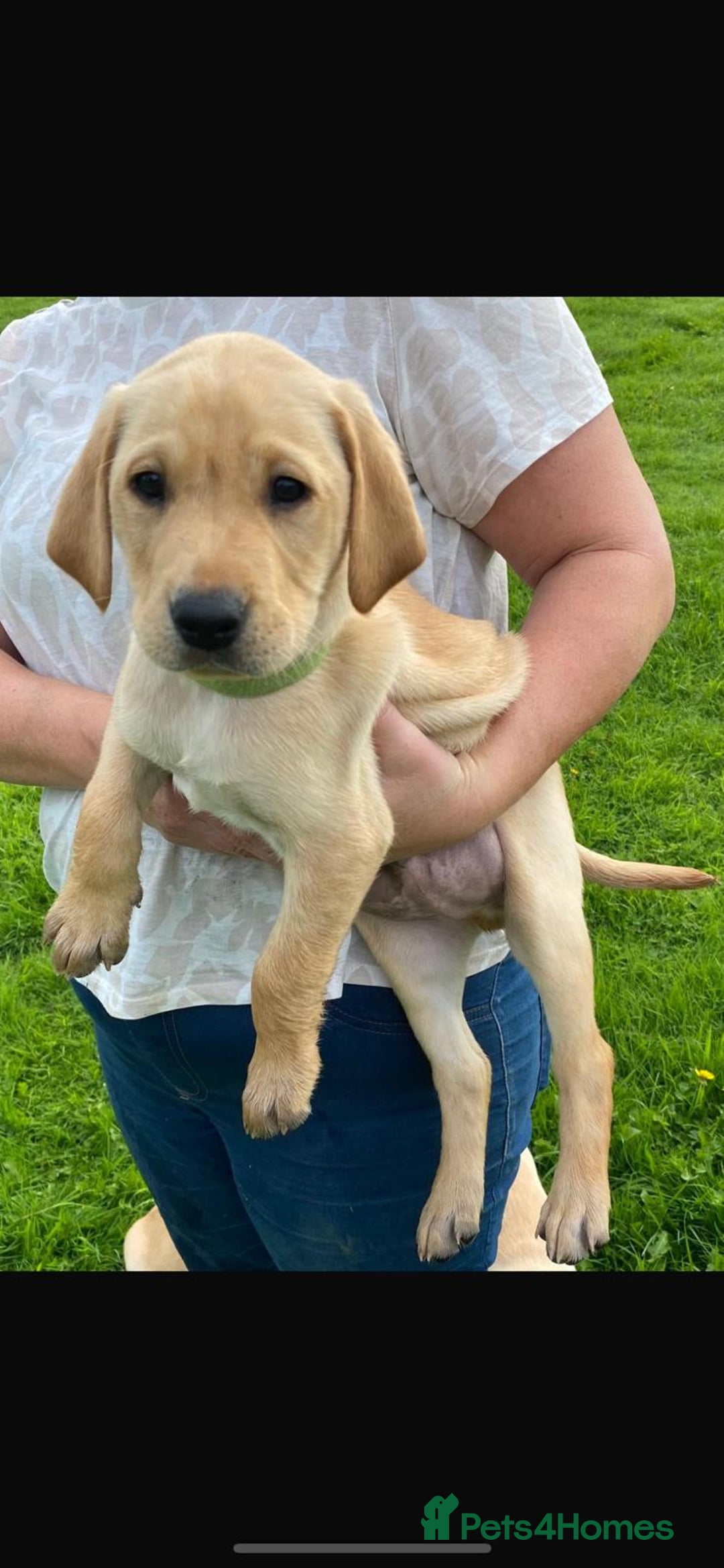 Labrador Retriever dogs for sale: KC Reg Labrador Puppy **LAST ONE ** - Image 8