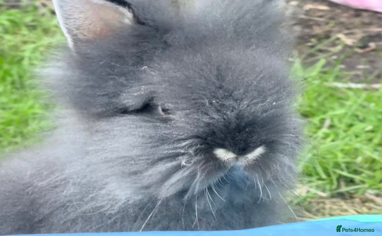 Lionhead rabbits - Advert 9