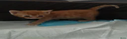 Mixed Breed cats for sale: Adorable kittens are looking for lovely home  - Advert 24