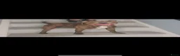 Staffordshire Bull Terrier dogs for stud: KC Proven Tiger Brindle Staffy Stud  - Advert 2