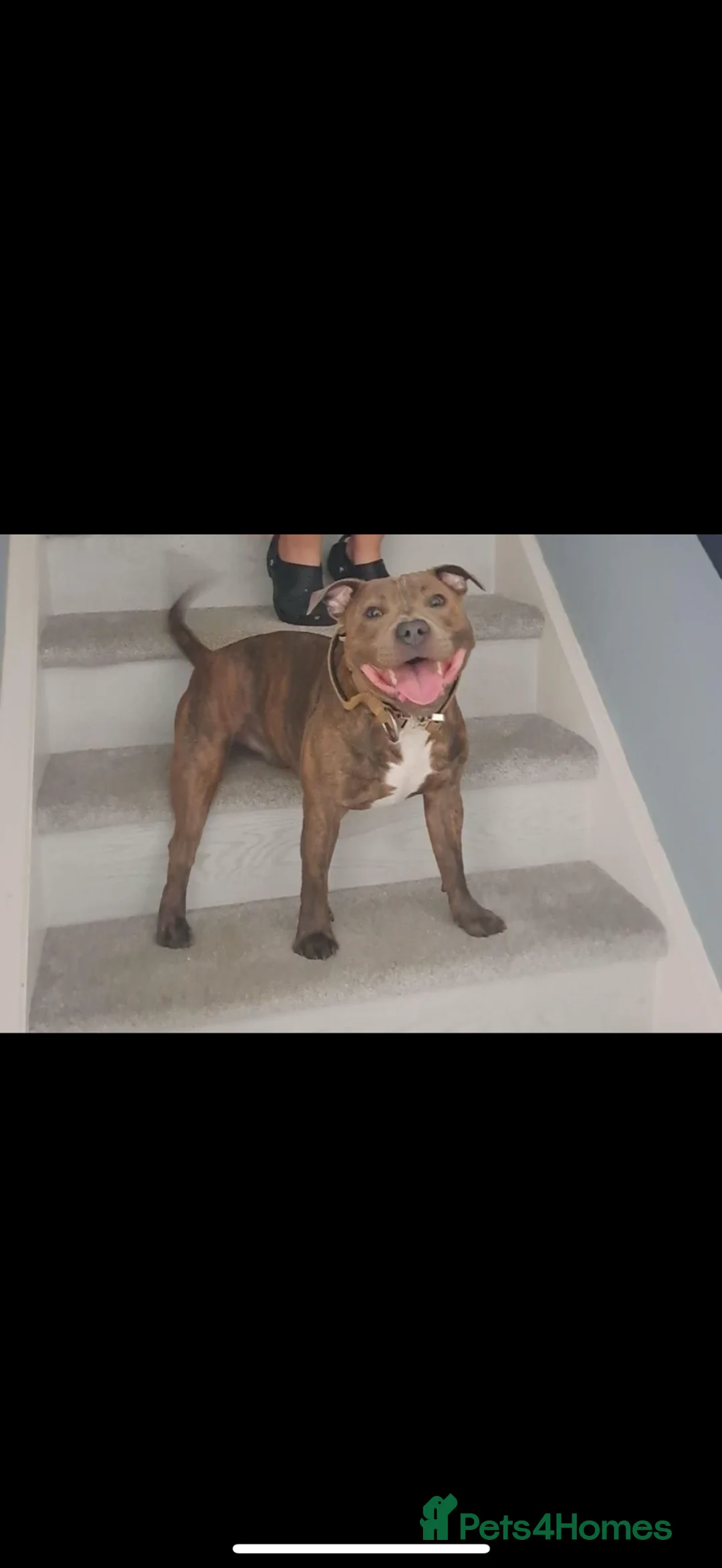 Staffordshire Bull Terrier dogs for stud: KC Proven Tiger Brindle Staffy Stud  - Advert 2