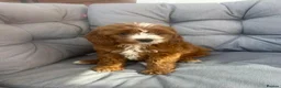 Cavapoo dogs for sale: STUNNING COLOURS 💕 CAVAPOO PUPPIES  in Oldham - Advert 4