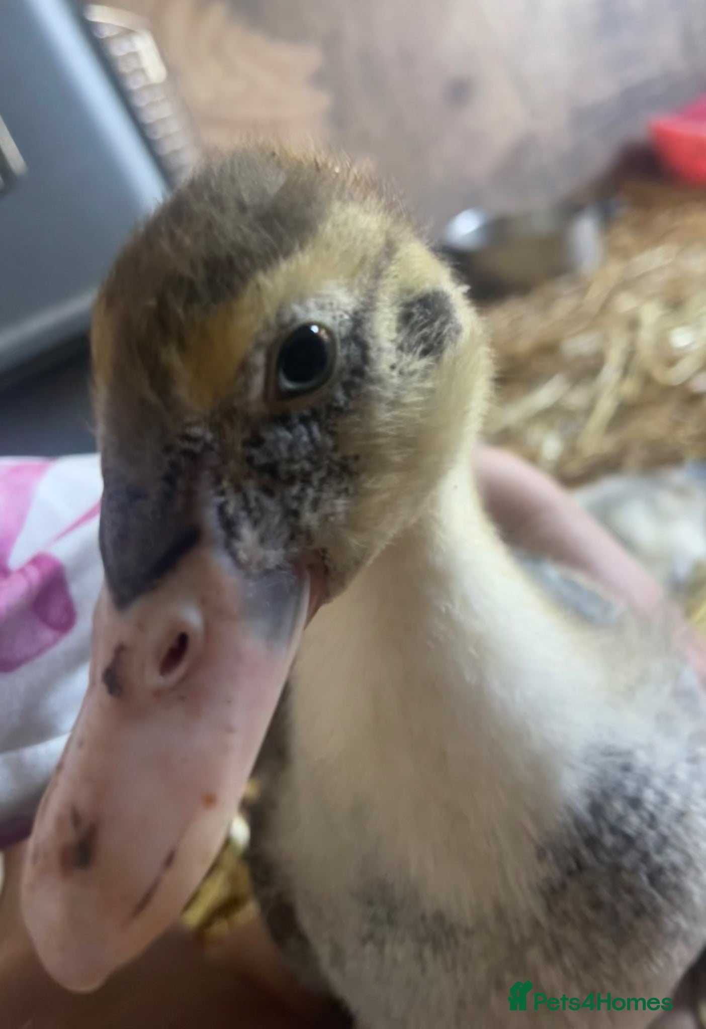 Ducks poultry 5* unsexed Muscovy ducklings-rare colours.  - Advert 2