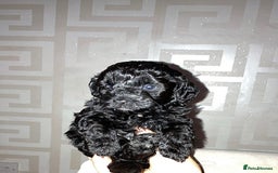 Cavapoo dogs for sale: 4 gorgeous boy cavapoos🐾 - Image 10