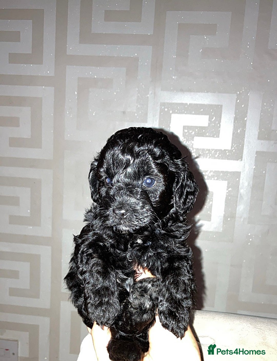 Cavapoo dogs for sale: 4 gorgeous boy cavapoos🐾 - Image 10